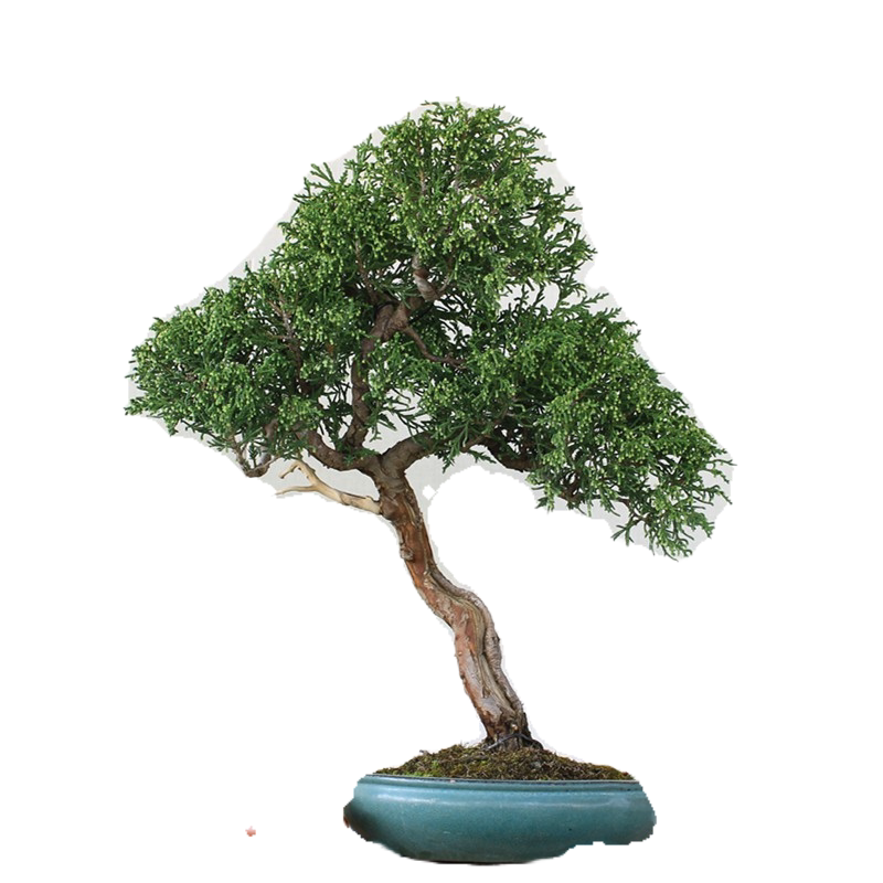 实拍桧柏盆景素材新款圆柏小品盆栽十年年老绿植