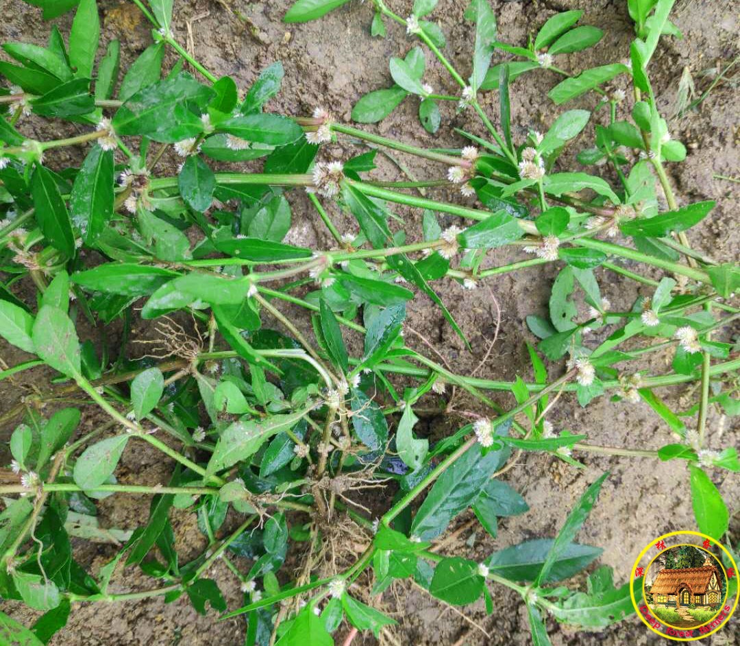 野生新鲜莲子虾钳白花节节中药材500克包邮其它