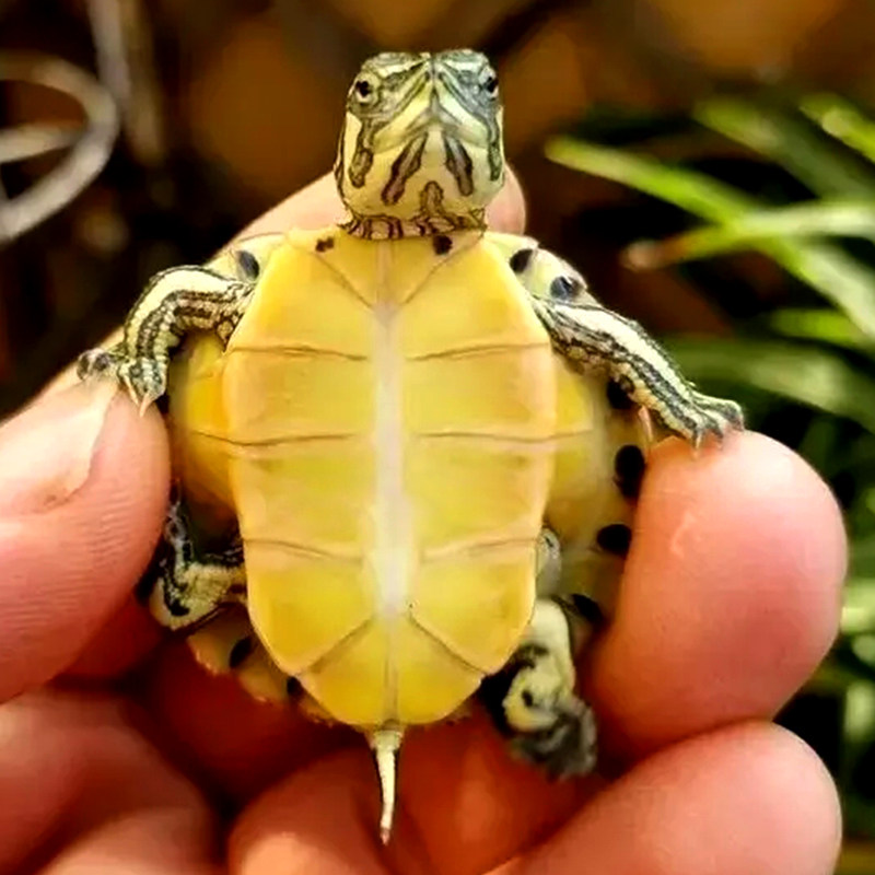 黄耳龟深水鱼缸混养小乌龟活物稀有火焰宠物龟吃龟