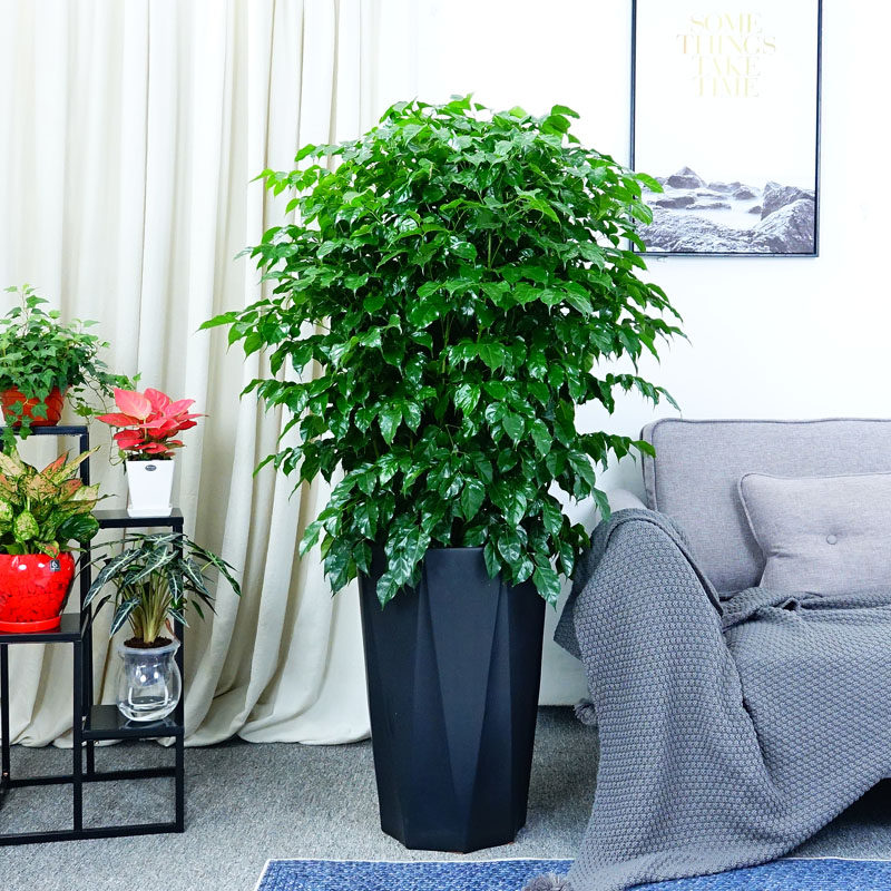 绿宝幸福树招财树盆栽客厅公司植物花卉甲醛进化大型绿植