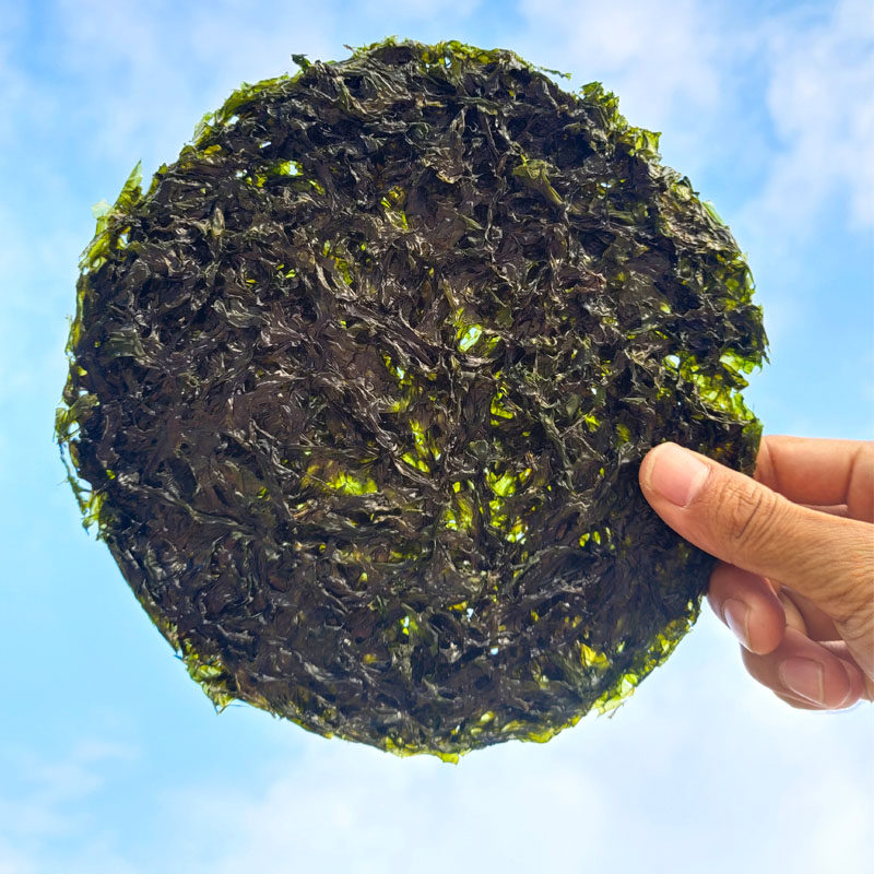 汕头南澳头水紫菜250克半斤新鲜无沙免洗野生紫菜