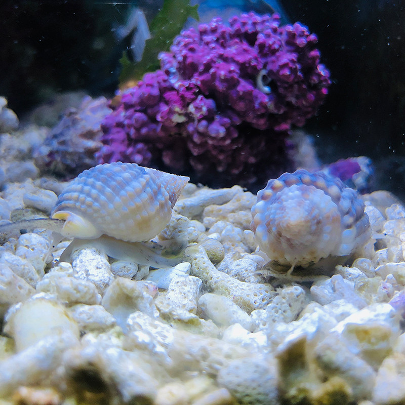 翻沙生物活体海水珊瑚缸海翻砂海星快递包活螺
