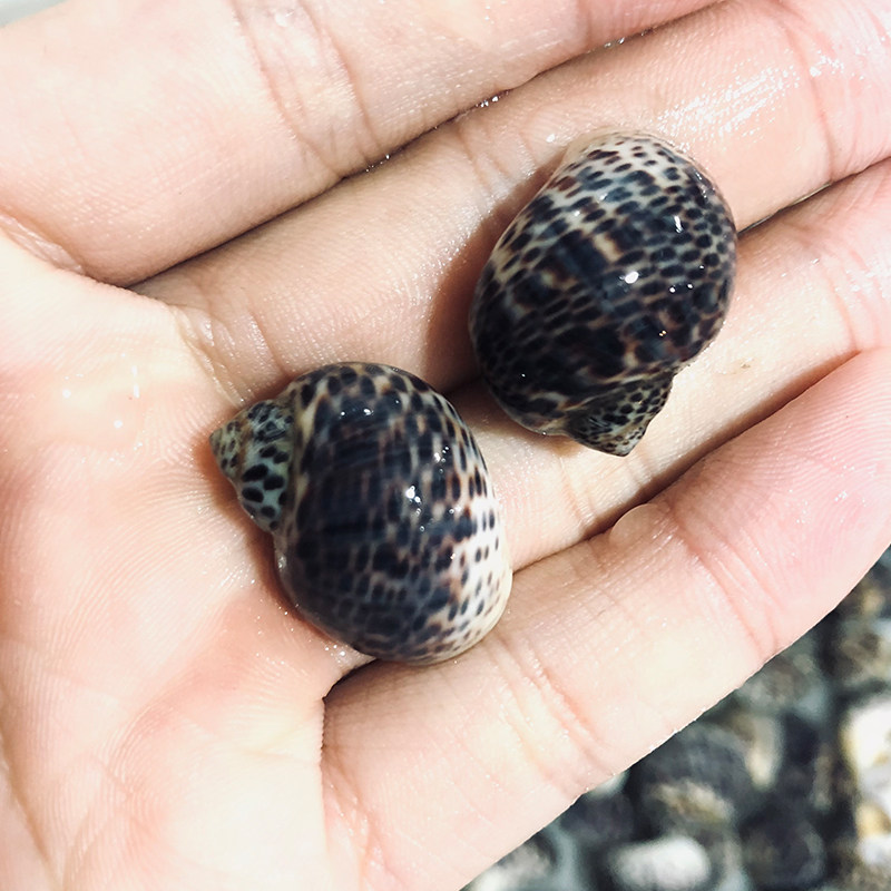 翻沙生物活体海水珊瑚缸海翻砂海星快递包活螺