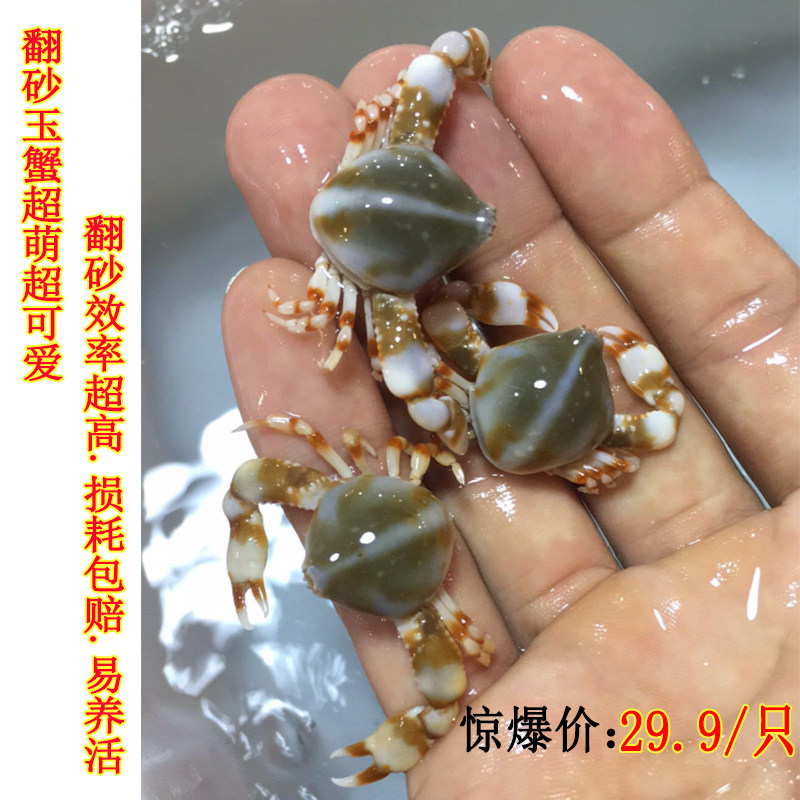 翻沙玉蟹水族观赏海水活体翻砂黎明清洁和尚蟹