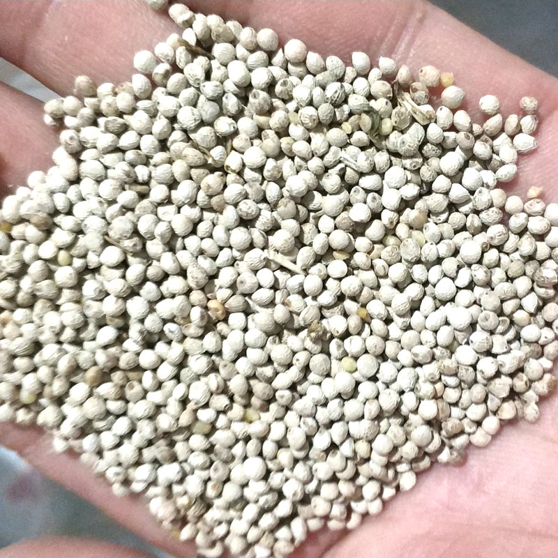 鸟食白苏软苏鸟粮白苏籽金丝雀芙蓉黄雀苏子500g鸟食