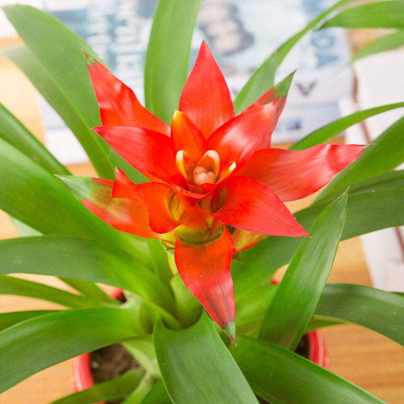 鸿运当头盆栽花卉桌面盆景室内绿植办公室防辐射植物绿植