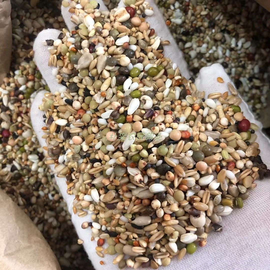 鸽粮枭龙推荐全能基础饲料多种小颗颗粒鸽子鸟食