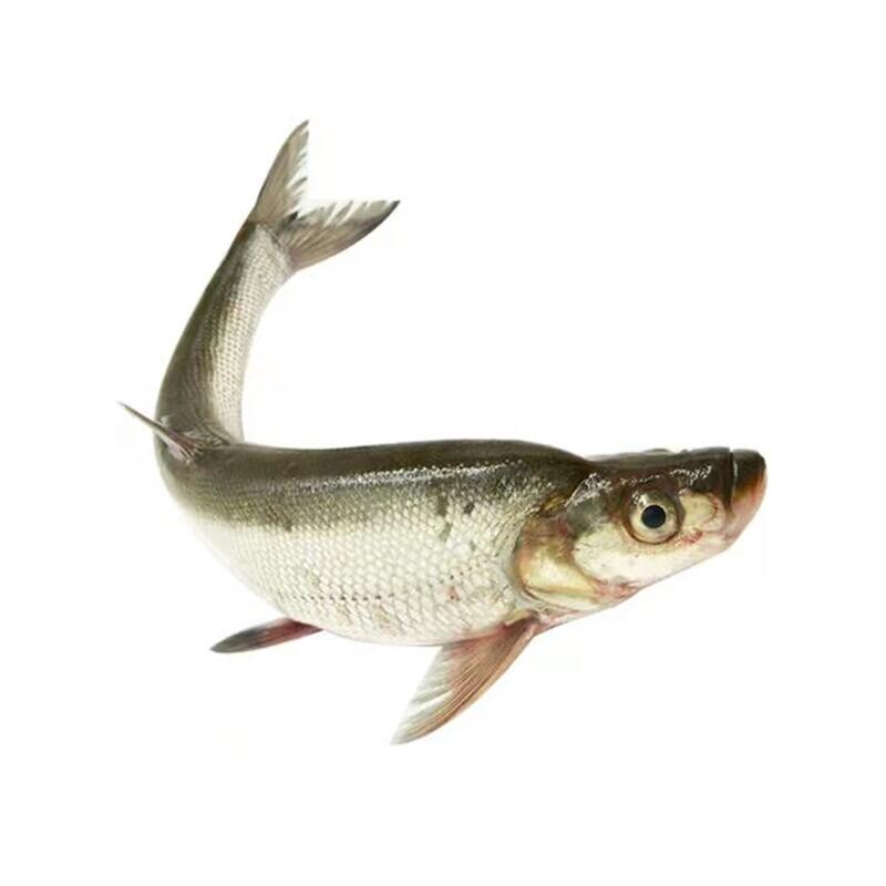 大白东北特产兴凯湖黑龙江淡水鱼类鲜活三花五罗翘嘴淡水鱼类