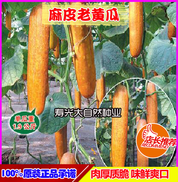 东北老黄瓜种子水果麻皮黄瓜菜籽四季种春播蔬菜种子旱黄瓜