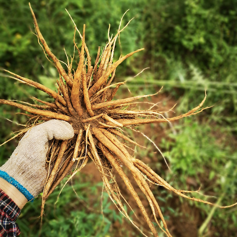 萝卜深山新鲜大蓟根刺儿菜大刺盖山中草药煲汤另有其他药食同源食品