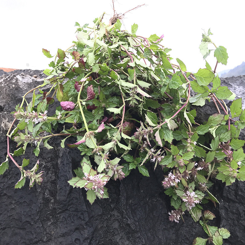 白毛夏枯草枯草新鲜破血丹苦地筋骨500g包邮草药其他药食同源食品