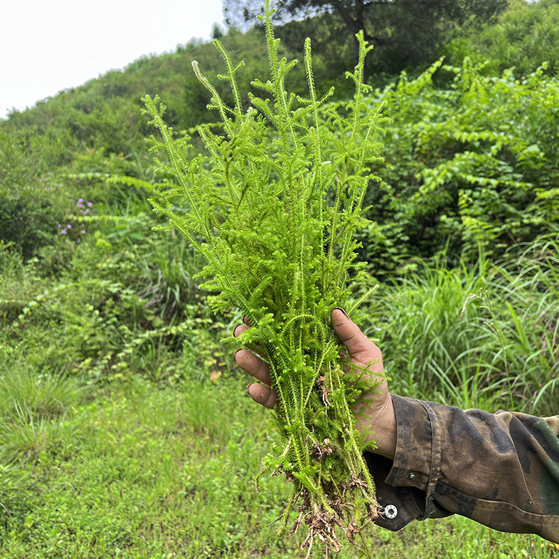 野生舒筋草中药材尾全棵狮子草小抽筋筋草伸筋松立其他药食同源食品
