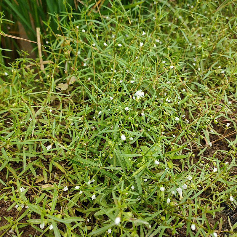 蛇舌野生可配半枝包邮草药材白花500g百花整株其他药食同源食品