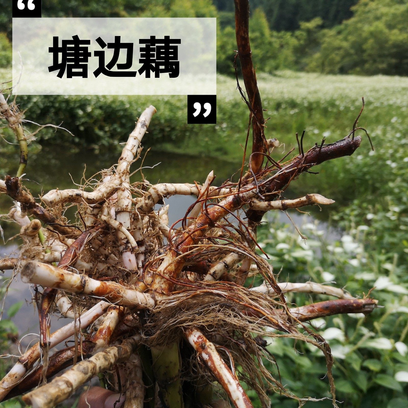 2021年新货三白中药材天性三百百草塘边藕白花莲其他药食同源食品