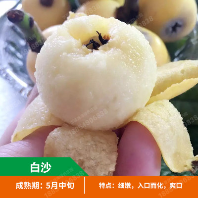 无核砂糖枇杷树苗嫁接果苗五星种植盆地琵琶行道树