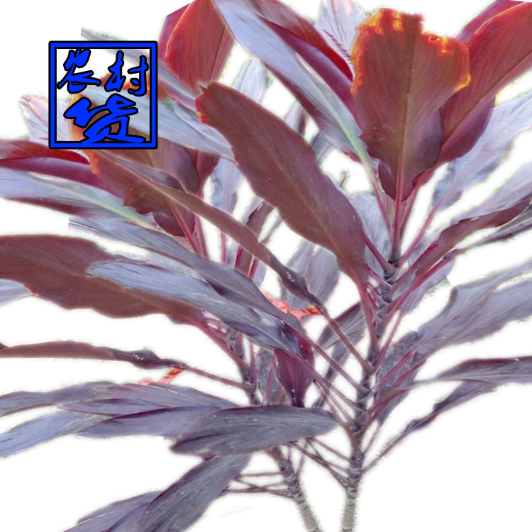 铁树叶新鲜红铁树叶苏铁叶子朱蕉叶子500g/3斤包邮中药材红铁树叶