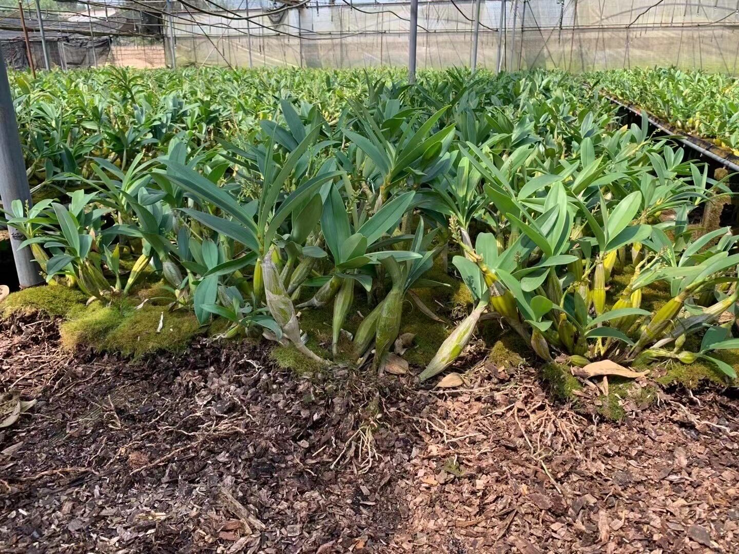 云南鼓槌石斛丛苗赤水金钗基地种植直发比霍山铁皮新鲜花绿植