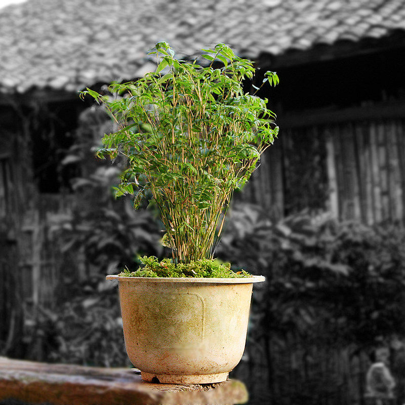 米竹阳台小叶盆栽盆景翠竹竹姬微型卧室凤尾绿植