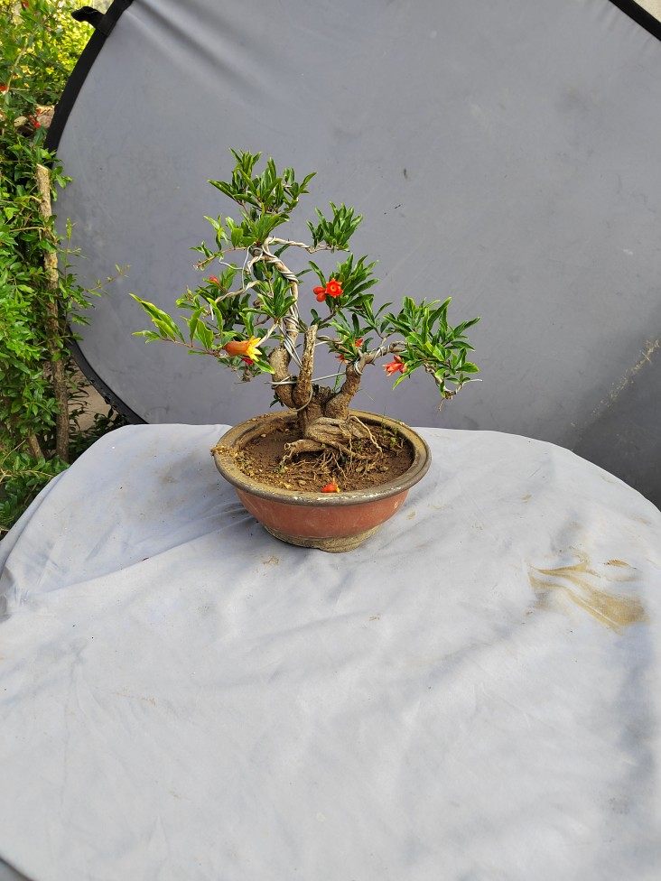 石榴微型盆景小品植物容易春季庭院小老桩盆栽绿植