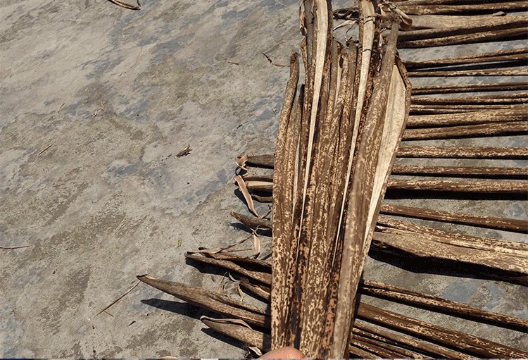 四川农家纯天然斑竹粽叶斑竹壳笋壳叶斑竹叶端午新鲜粽壳叶粽叶