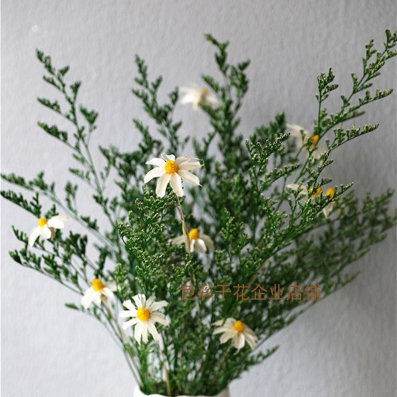 云南天然情人草永生花绿色干草花瓶插花小雏菊滨菊干花