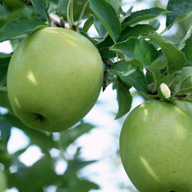 17年新果成熟 烟台伏苹果水果新鲜青苹果5斤包邮果园现摘现发 - 解家