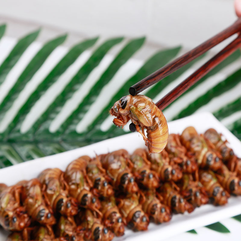 知了2022年新鲜金蝉唐僧肉蛹蝉爬生肉100只其它生肉制品