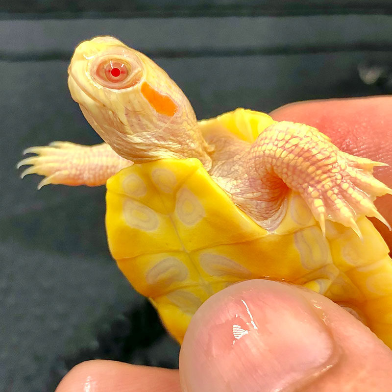 变异白化巴西龟苗宠物观赏焦糖黄金儿童深水龟