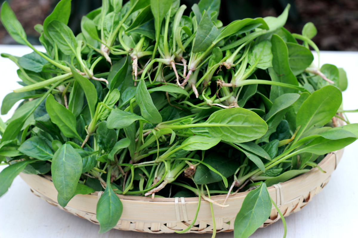 农家新鲜小菠菜冬季霜冻红根菠菜孕妇儿童辅食露天蔬菜3斤包邮