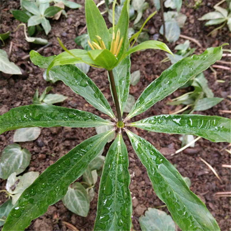 重楼苗七叶一枝花苗野生大别山采挖成活率高一斤包邮