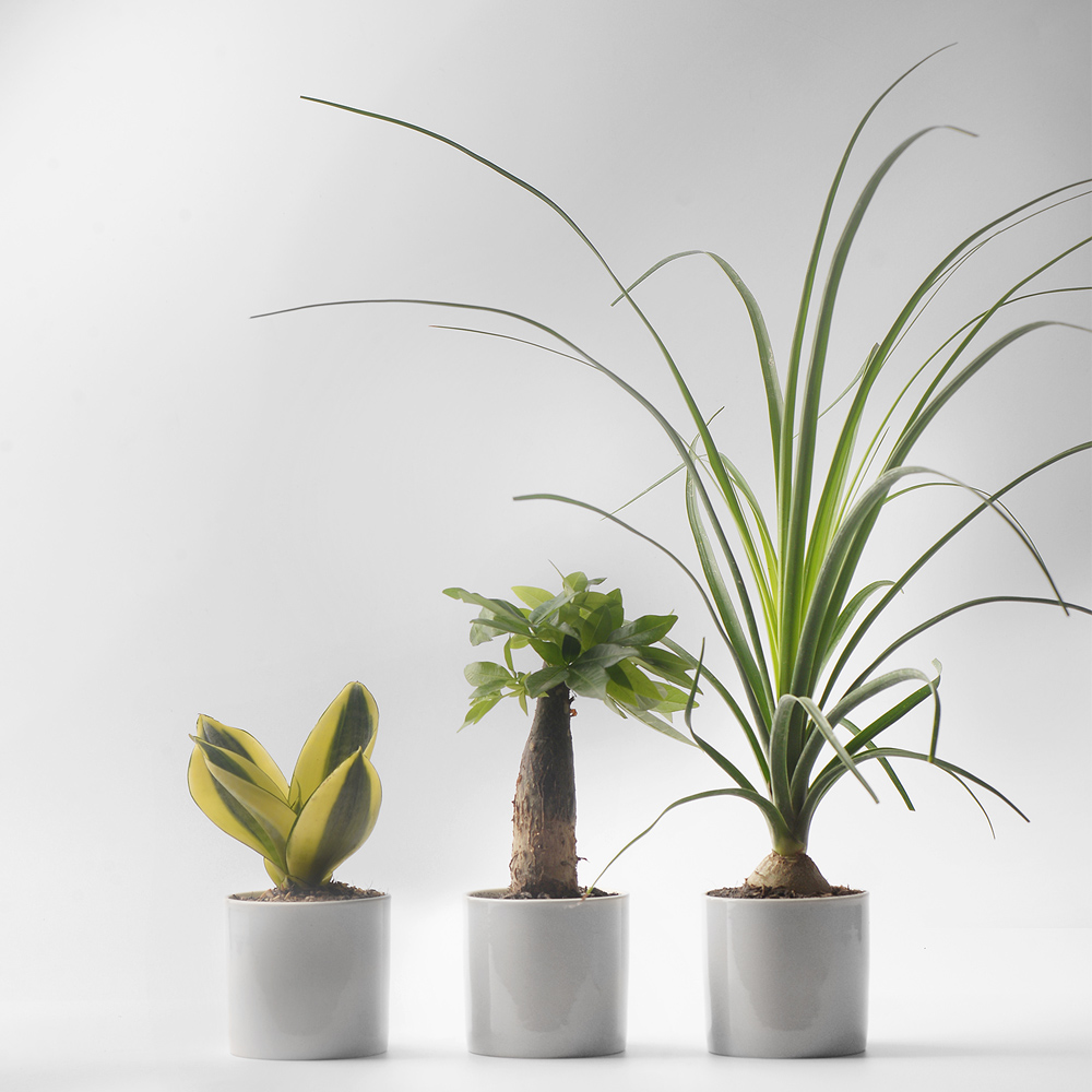 小盆香氏绿植种好陶瓷花盆室内盆栽耐阴好养绿植