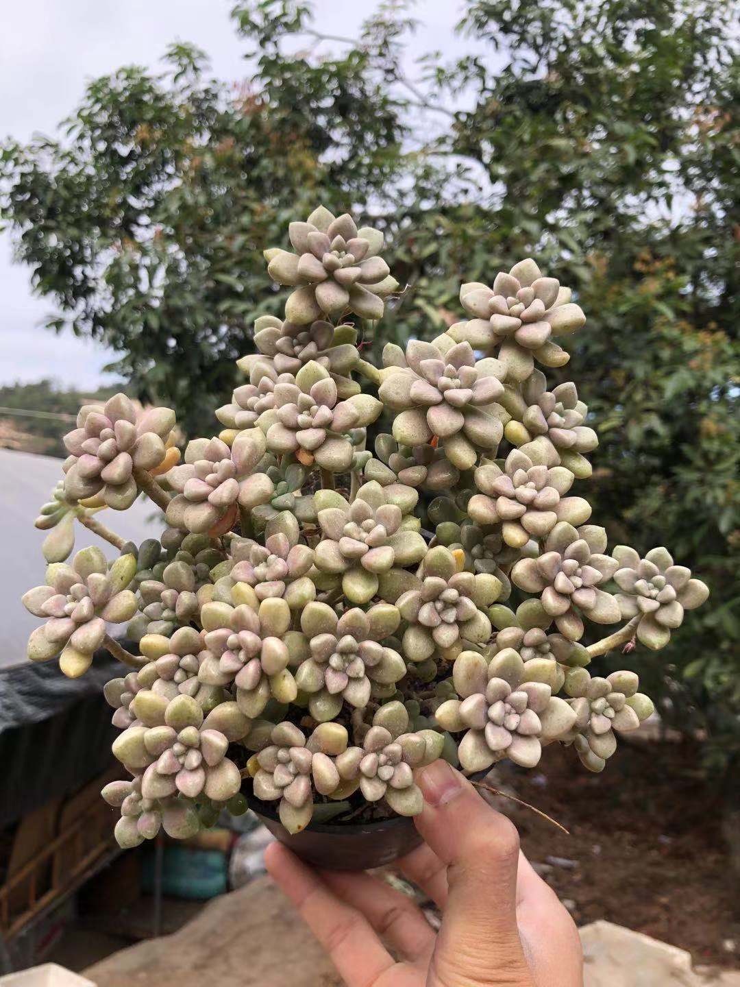 姬秋多肉植物丸叶丽老桩悬崖大老多头群生防辐射多肉植物