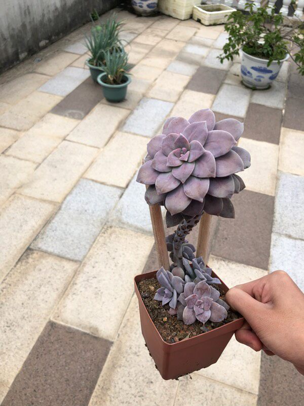 多肉老桩植物华丽风车紫乐大颗惜花阁多肉植物