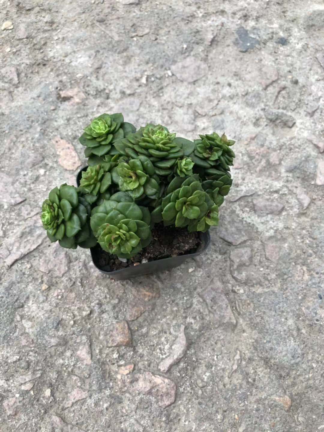 牡丹多肉植物多头群生老桩肉肉绿植花卉组合多肉植物