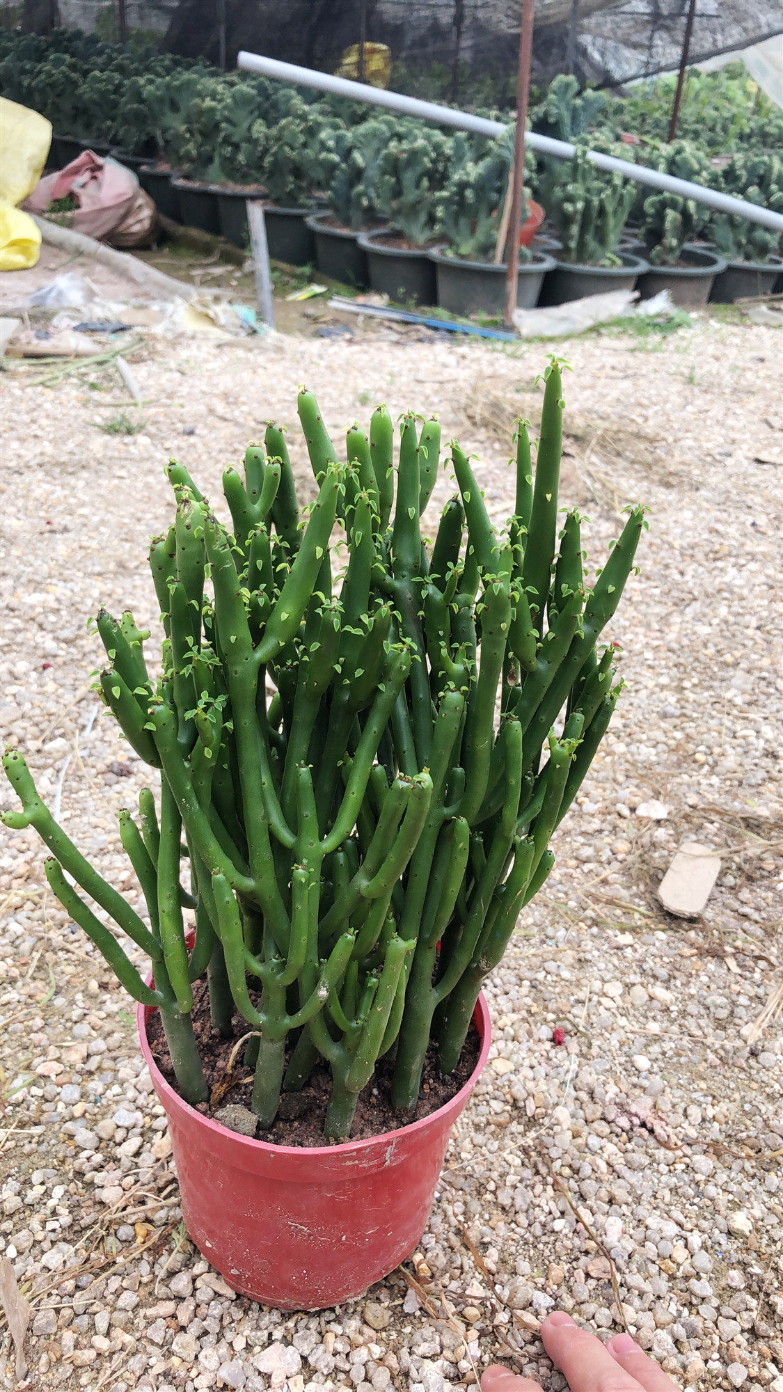 盆栽惜花阁多肉光棍珊瑚树仙仙人掌小盆办公室桌面多肉植物