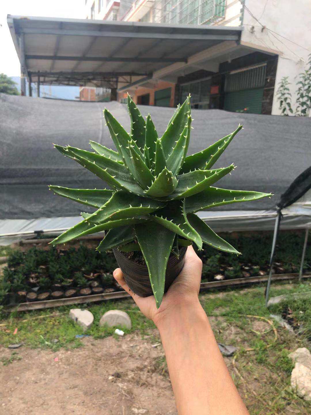 多肉植物超大不夜城芦荟办公室防辐射盆栽多肉植物