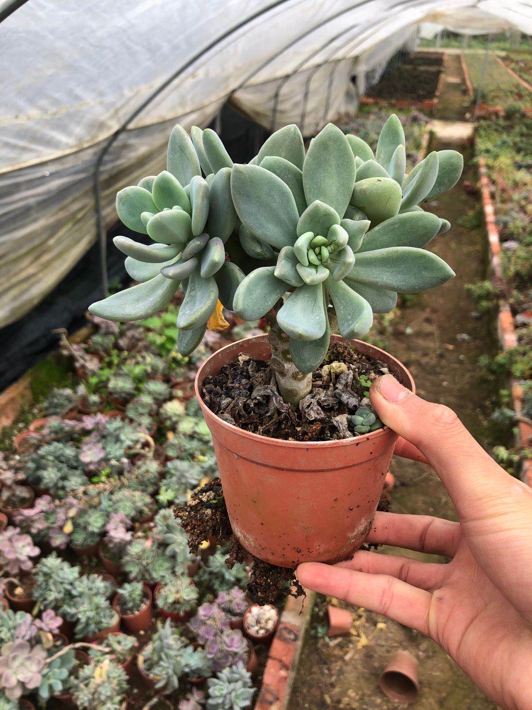 多肉植物 冬美人老桩 新手好养 耐寒耐旱 办公室阳台美观植物