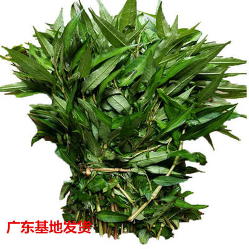 新鲜香柳香蓼鱼生草假辣蓼拉沙叻沙叶辣柳傣味其它