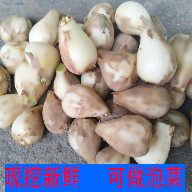 5斤新鲜藠头荞头教头应季时令蔬菜农家茭头米其它