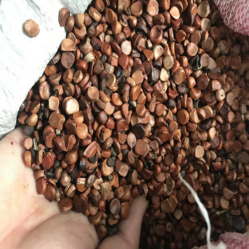 种子菖蒲新采黄黄花鸢尾花卉水生黄菖蒲水陆植物家庭园艺种子