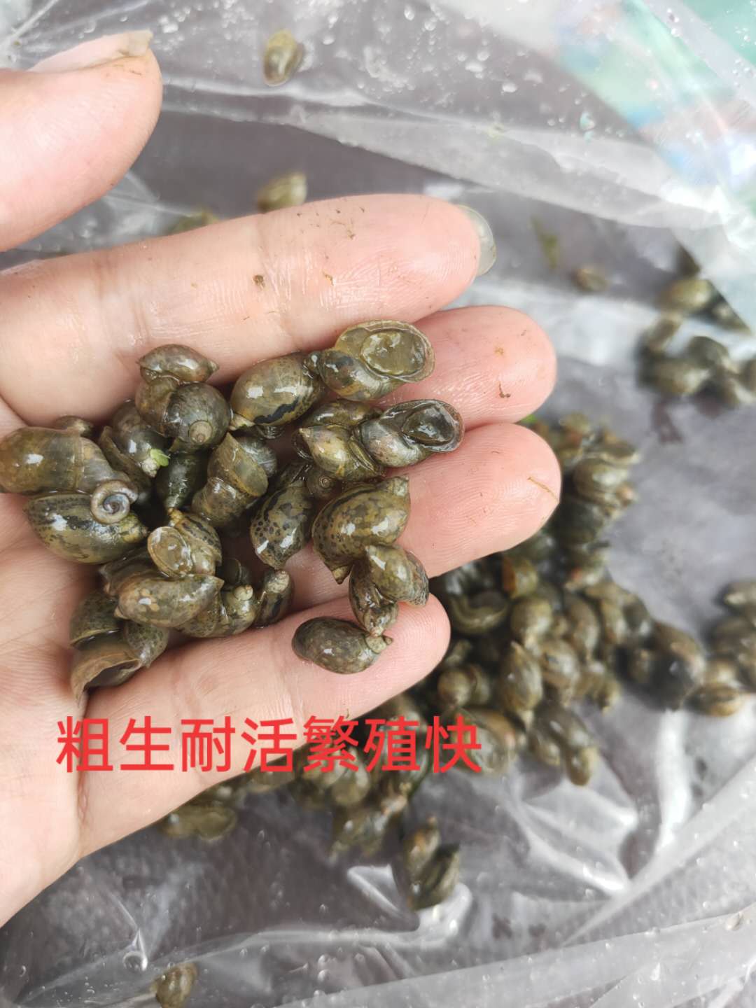地图螺飘漂螺藻螺蜗牛冷水囊螺蜥蜴龙鱼乌龟螺