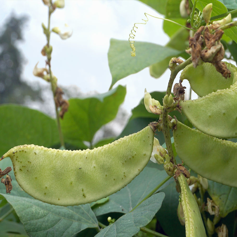 绿眉豆种种子苗猪耳朵扁豆种籽农家庭院菜园家庭园艺种子