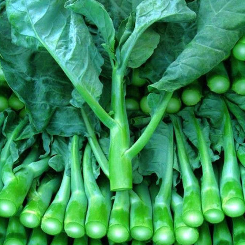 种籽芥兰菜种芥蓝四季蔬菜种子甜芥兰种阳台家家庭园艺种子
