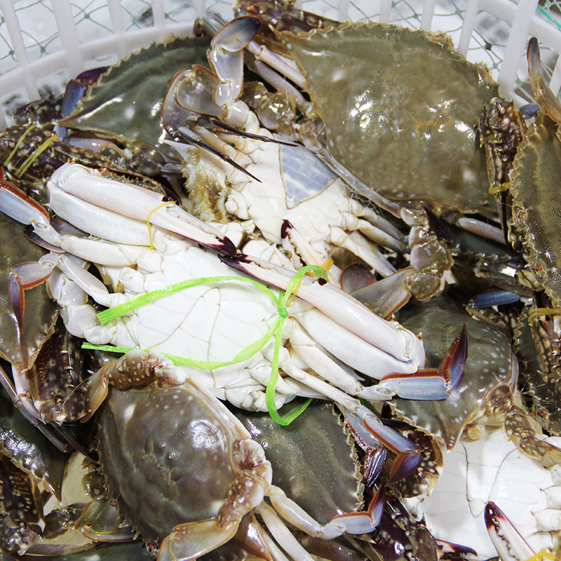 青岛特产梭子蟹鲜活螃蟹现捕海蟹美味海鲜野生公母蟹海捕飞蟹包邮