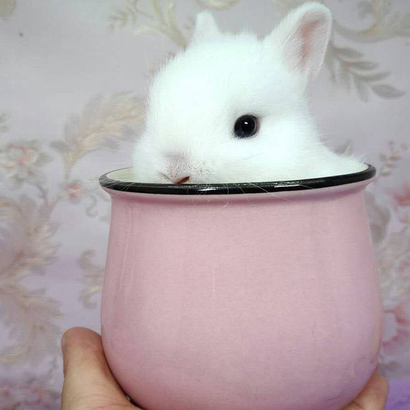 侏儒兔子活物宠物小白兔活体小型茶杯兔长不大兔