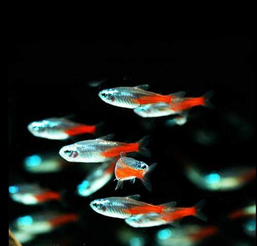 钻石红莲红绿灯热带观赏小型宠物鱼草活体游鱼鱼