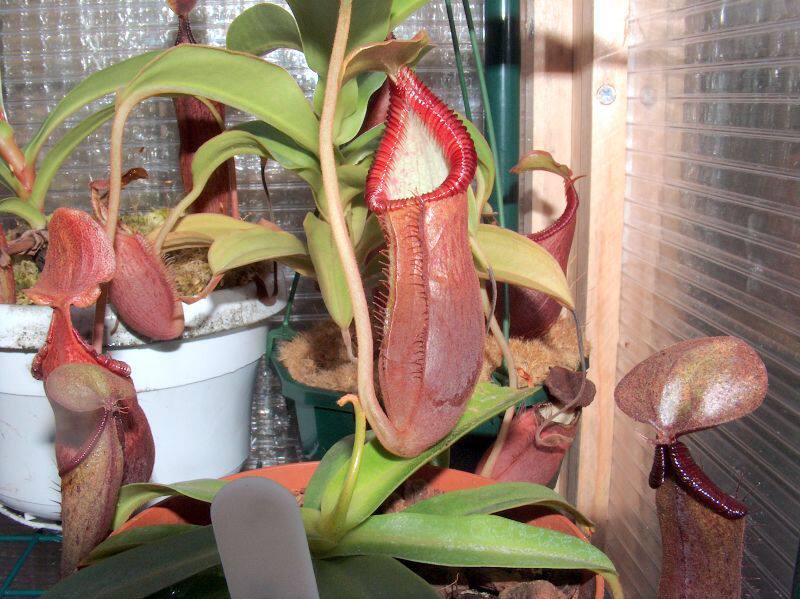 上位猪笼草diatasgngmasuraibe3861绿植