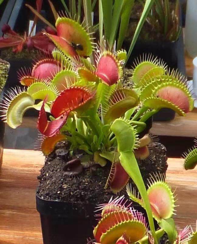 食虫植物驱逐舰捕蝇大型品种绿植盆栽驱蚊食人绿植