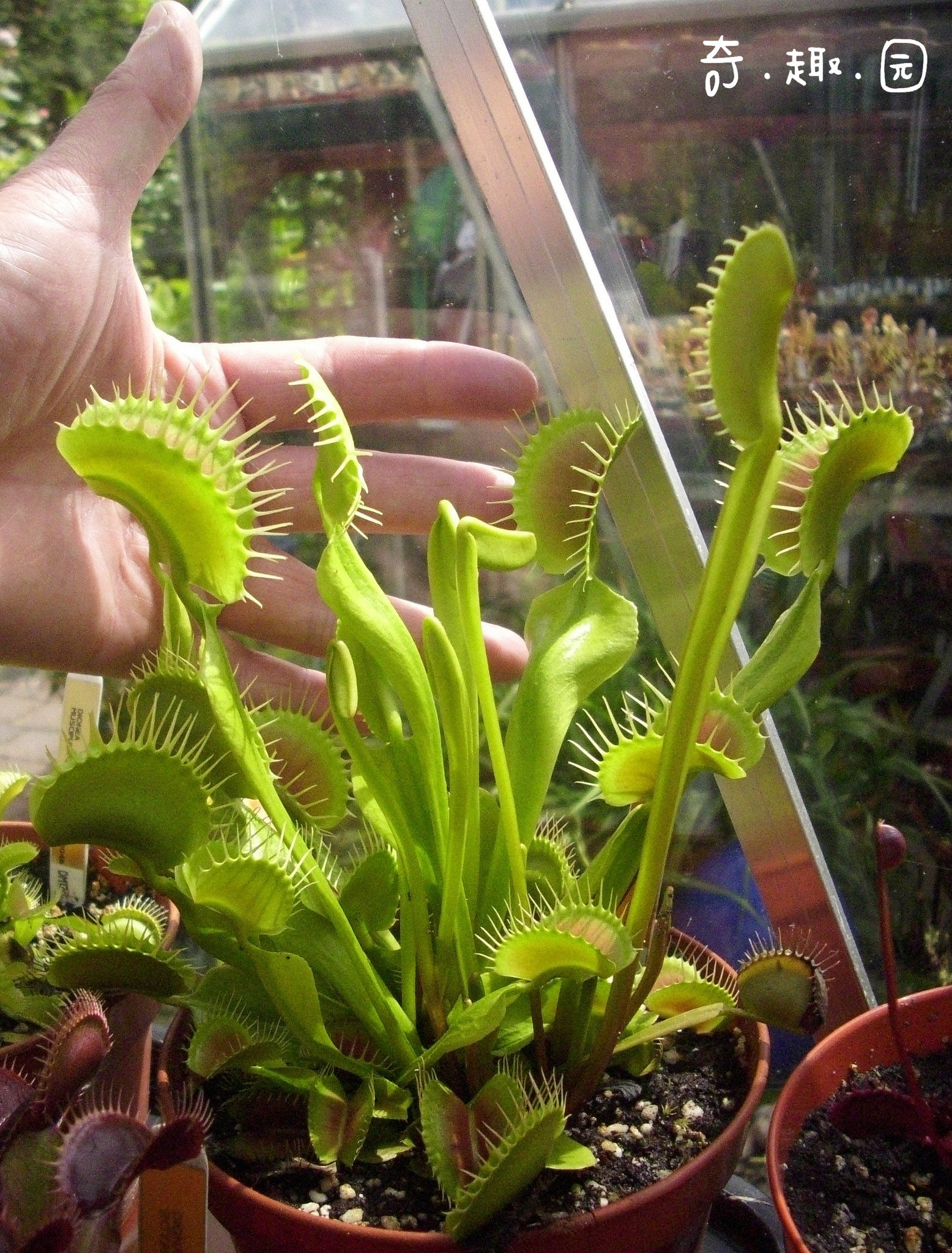 食虫植物巨夹捕蝇大型品种包邮食人花捕虫草绿植
