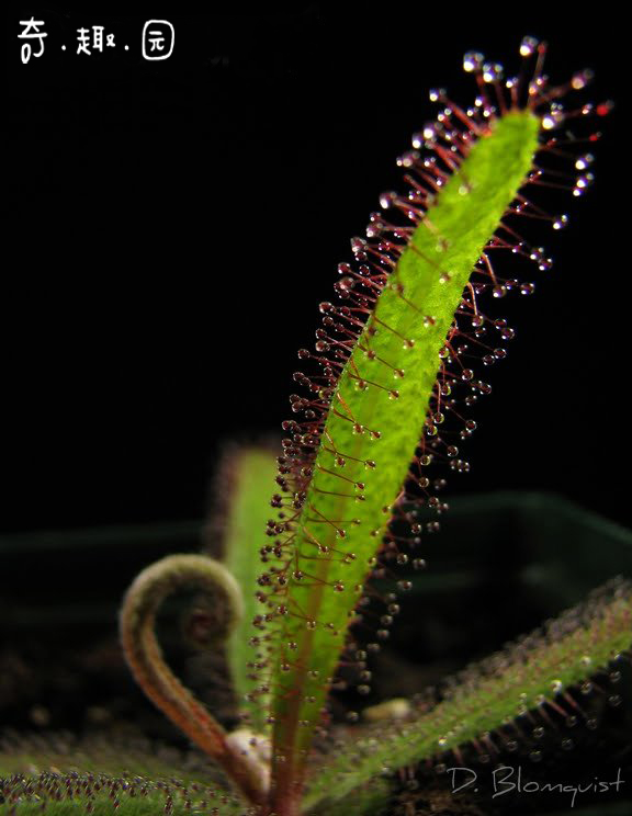 阿帝露茅膏菜毛毡苔捕虫能手驱蚊草吃蚊虫飞粘绿植